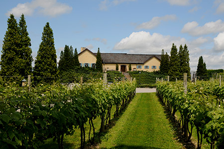 Wolffer Estate Vineyard