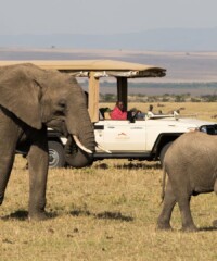 The Ultimate Safari Experience in Kenya