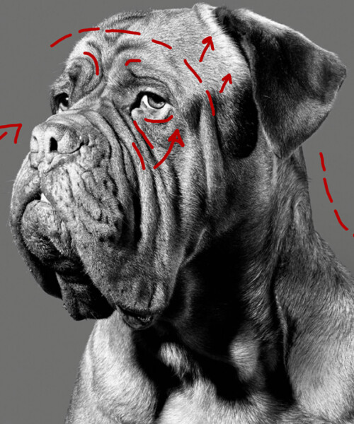 Fido Gets a Facelift