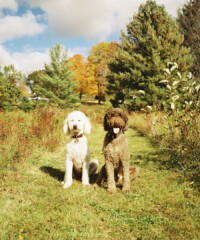 Adam Lippes’ Dogs Are Famous