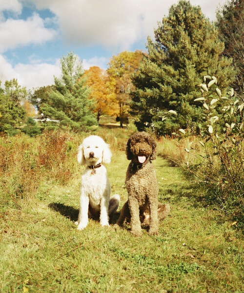 Adam Lippes’ Dogs Are Famous