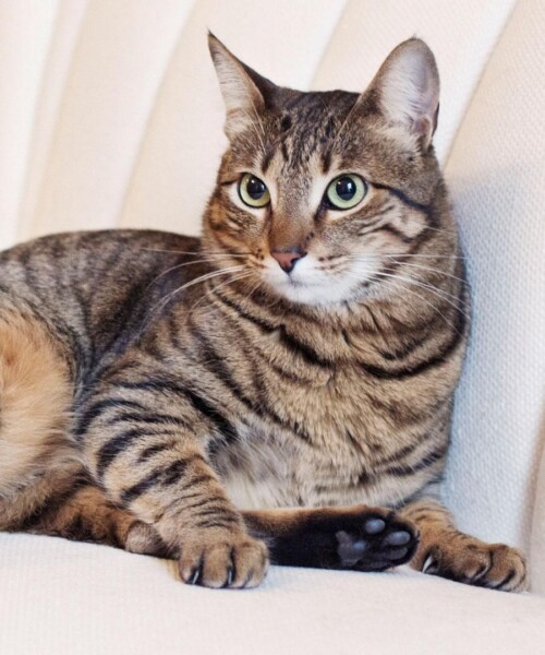 Celebrity Cat: Barbara Bush and Miky Fábrega