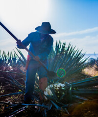 A Beginner’s Guide to Tasting Tequila
