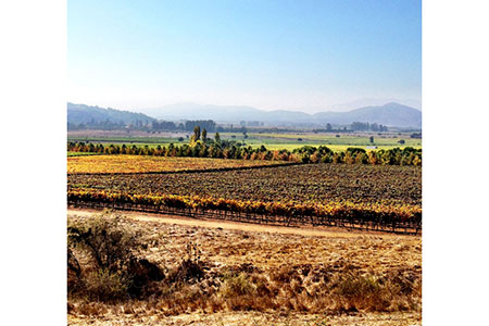 Kingston Family Vineyards