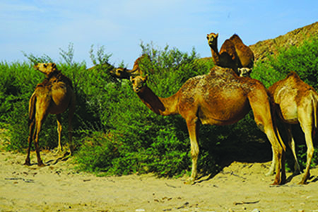 Oman