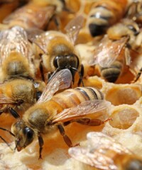 The Beauty Buzz on Honey’s Comeback