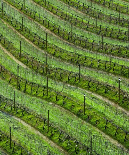 The Grape Escape: South Africa’s Vineyards