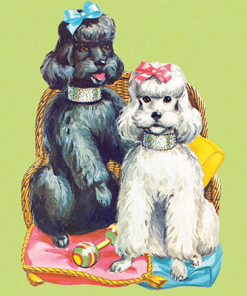 The Latest Travel Trend: Emotional Support Animals