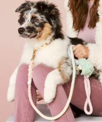 Products and Tools Your Dog Needs