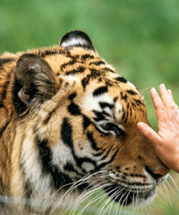 Bruce Weber's Leap of Faith