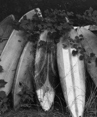 A Must-Have Art Book This Summer In the first of a three-part series, we reveal the real story about sustainable, organic and biodynamic wine. Is it all it's cracked up to be?