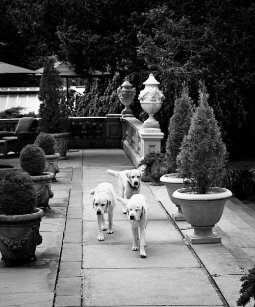 Incredible Animal Hotels