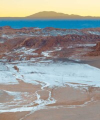 The World’s Loneliest Frogs Rescued in Chile