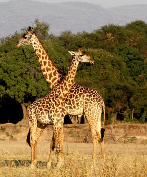 Why Zambia is The Perfect Place for Your First Safari