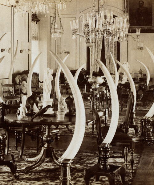 The Ivory Battle Intensifies