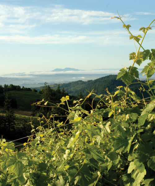 A Shake Up in Wine Country