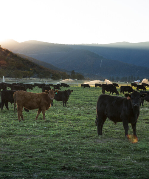 Raising the Steaks: Sourcing Michelin-Star Beef