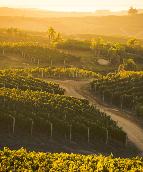 Inside Uruguay’s $100 Million Wine Empire