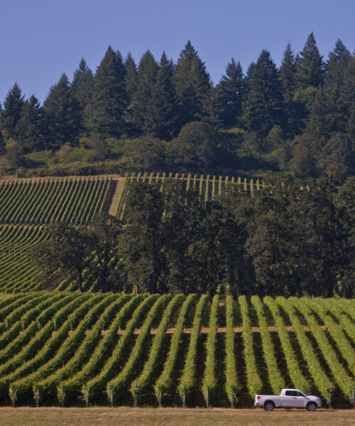 America’s Wine Renaissance